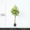 3ft lemon tree