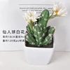 Prickly pear white flower
