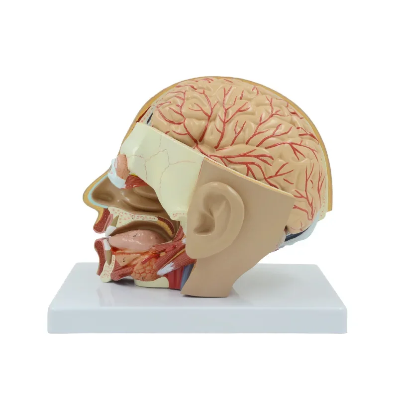 Human Head Anatomical Model 4-Part Life-Size Head Brain Cross Section Anatomy for Science Classroom Education Study Teaching