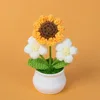 Small Sunflower + White Double Puff - Potted Plant