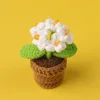 White-5-head forget-me-not potted plant-mini yarn pot