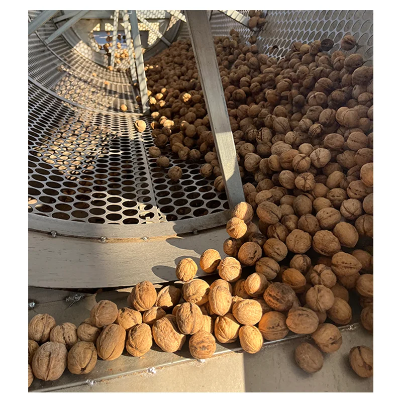 Shelled Walnuts Extra 5-7cm Light Kernels Premium Quality 20kg PP Bag Competitive Price Walnuts