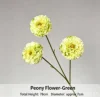 Peonia verde con petali a strati