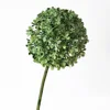 [9] Bulbes d'oignons verts