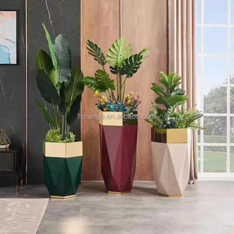 cypress plant Lemon Cypress Tree Form Topiary