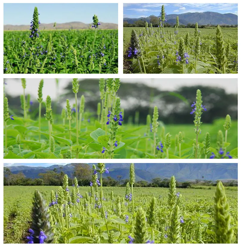 CHIA SEED SALVIA HISPANICA Bulk Seed High Quality