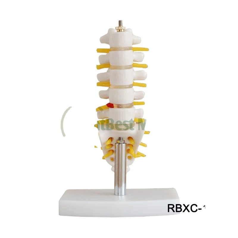 В натуральную величину позвоночного столба с тазом и головами бедренной кости медицинских и биологических учебное пособие анатомическая модель