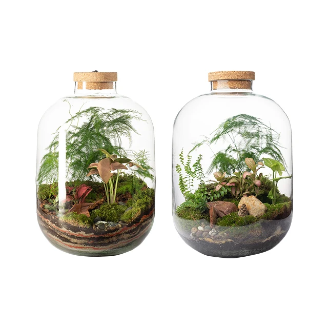Terrario Per Piante, Il Necessario E La Guida Per Farselo Da Soli  E Curarlo Al Meglio Ad9e2d0f F85b 4475 9b43 0ca6a175exlk
