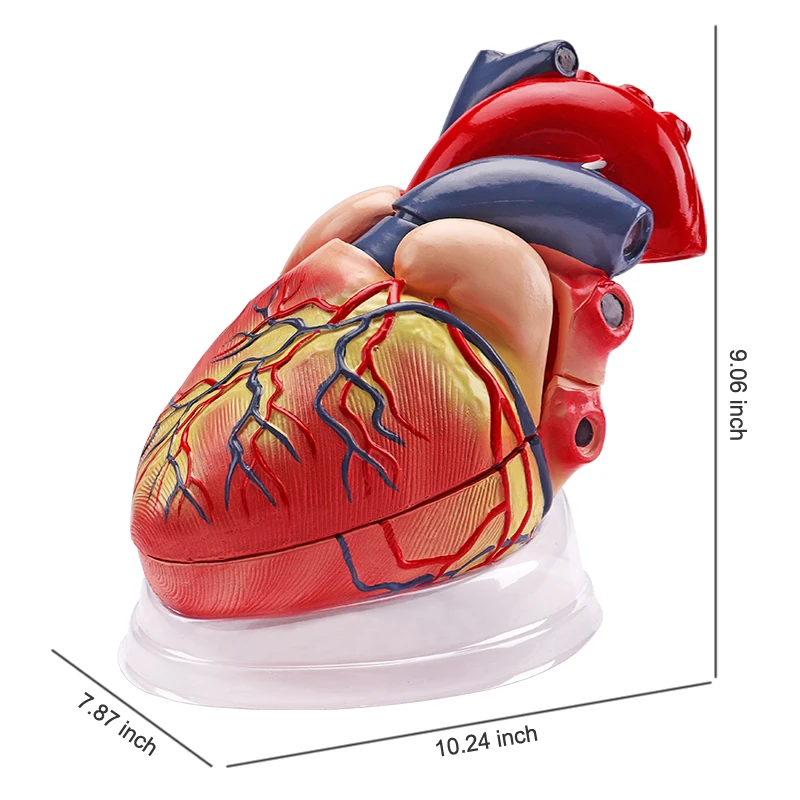 
 Модель человеческого сердца 5 раз с прозрачным нижним цветом медицинская Кардиология Анатомия обучающая модель  