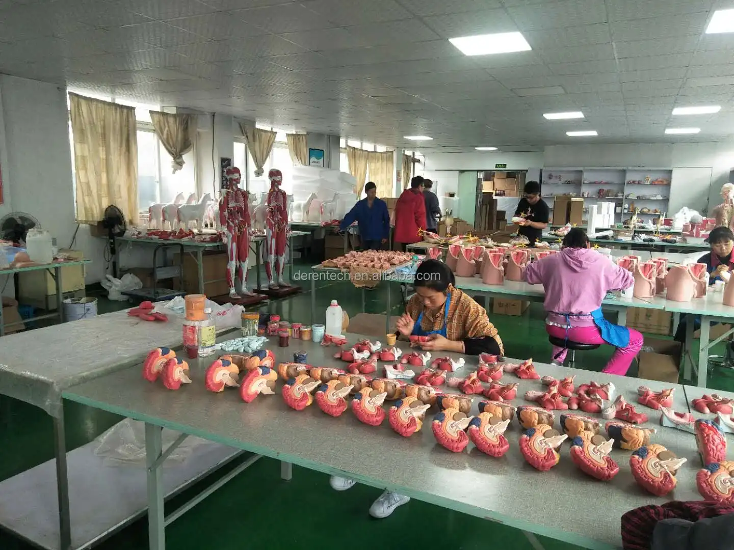 Medical Science Human Digestive System Anatomy Simulator Anatomical Model Buy Human Digestive