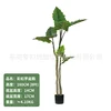 Rainbow Taro 180CM