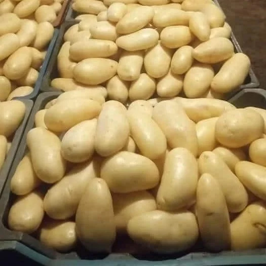 Chinese Supplier Fresh New Crop Vegetables New Crop Sweet Potato with Factory Low Price Fresh Potato  Carton Package