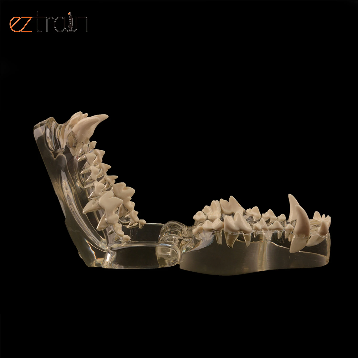 Собачья Стоматологическая модель зубного ряда для собак зубов прозрачная челюсть ветеринарная