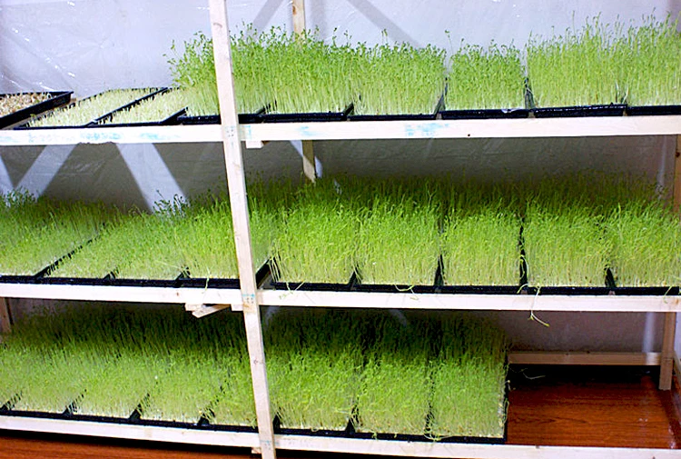 1020 Microgreen Trays Mesh Rice Transplanter Seedling Tray for Garden