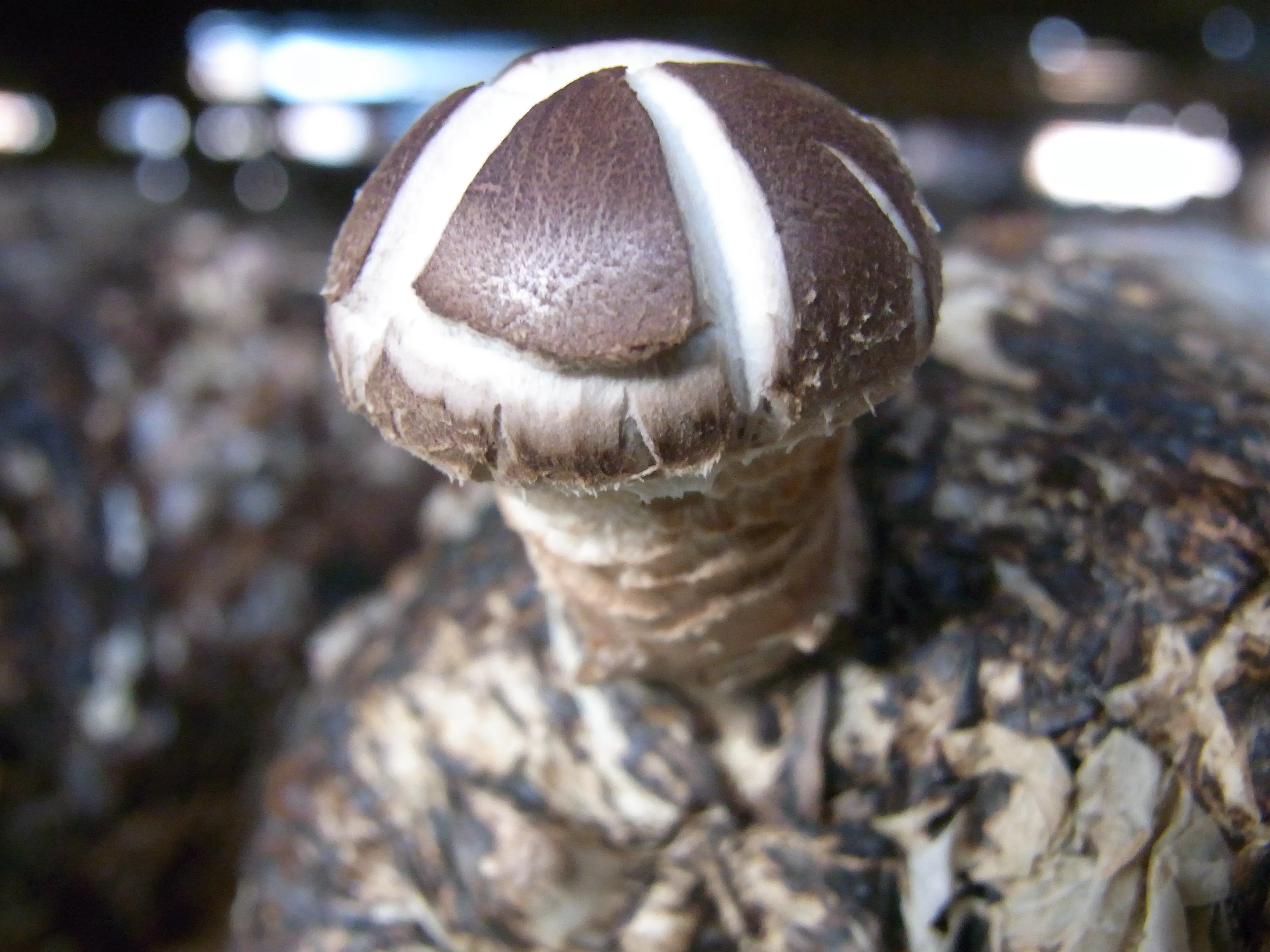 Органический полисахарид грибов шиитаке/экстракт эдодов ленинуса