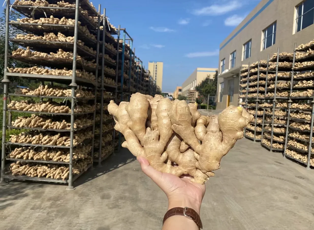 Fresh Ginger Buyer Dried Ginger Supplier From China For Sale Buy