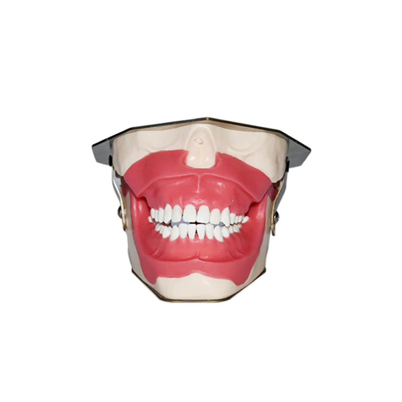 Oral Dental Anesthesia Injection Practice Tooth Extraction Model Tooth Model B