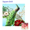Square Drill colorful