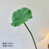 Una pequeña hoja de loto