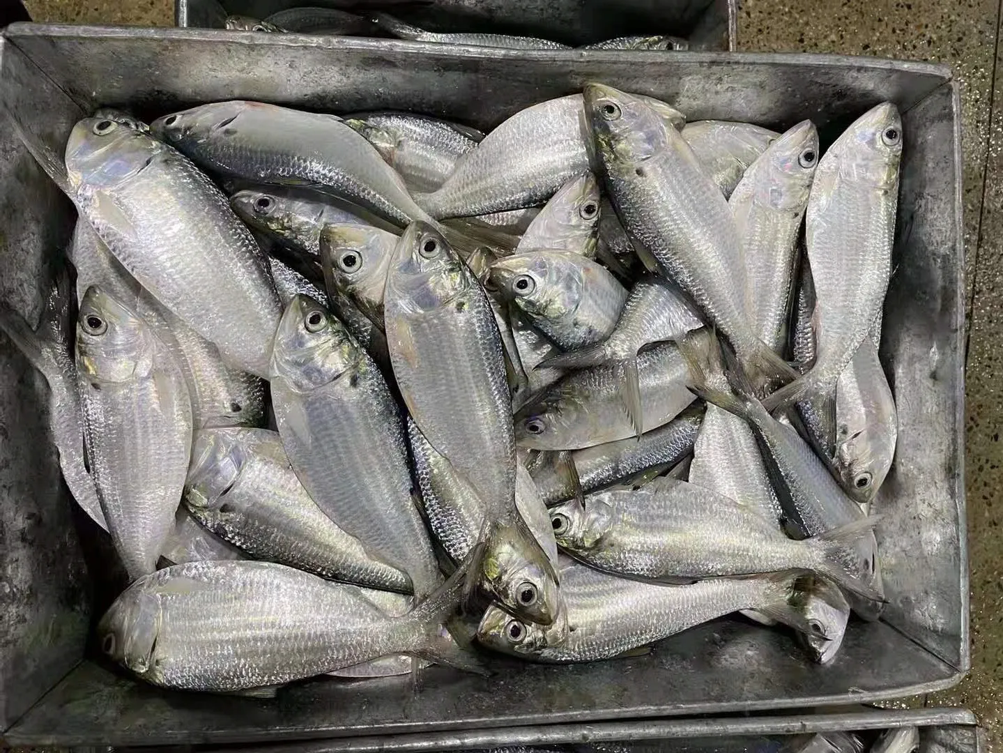 批发海鲜鱼冷冻海鲜鱼鱼群点状海蜇150-250克