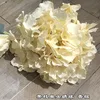 Single-headed hydrangea champagne with branches