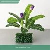 ทิวลิปสีม่วงเข้มและต้นปาล์มเดินทาง