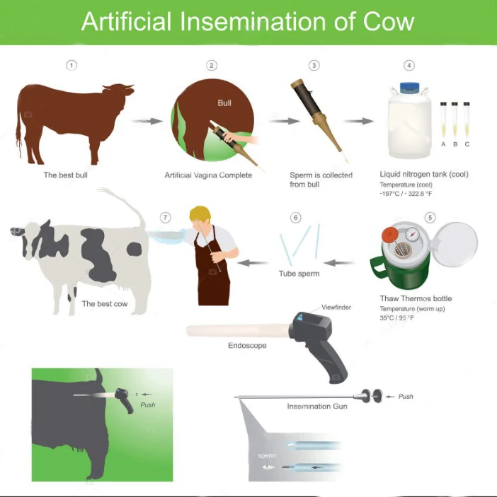 Universal AI Gun for Equine Embryo Transfer & Bovine Insemination