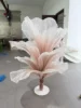 rosa 1