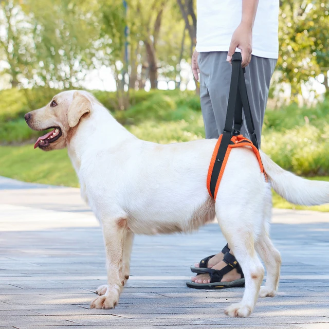 Portable Pet Dog Hind Leg Rehabilitation Belts Adjustable Support Straps  InjuryDisability Elderly Dogs with Walking Aids