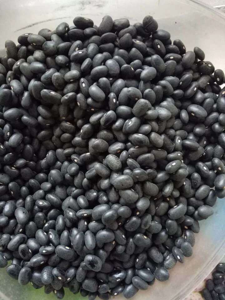 Black beans 04.jpg