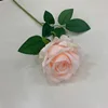 Rosa champagne