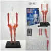QS-627 modello di busto umano da 35cm con muscolo