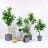 Ficus lyrata verde