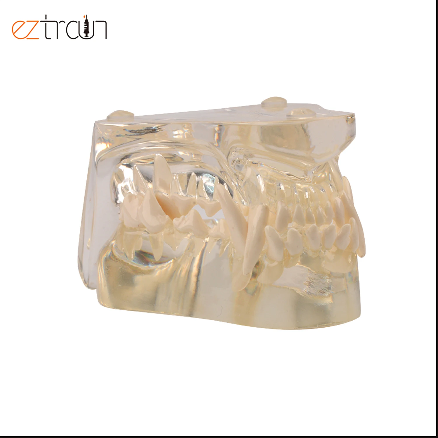 Собачья Стоматологическая модель зубного ряда для собак зубов прозрачная челюсть ветеринарная