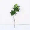 Ficus microcarpa de una sola rama con 2 ramas - 100cm