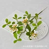 Short-branched island spring flowers - white