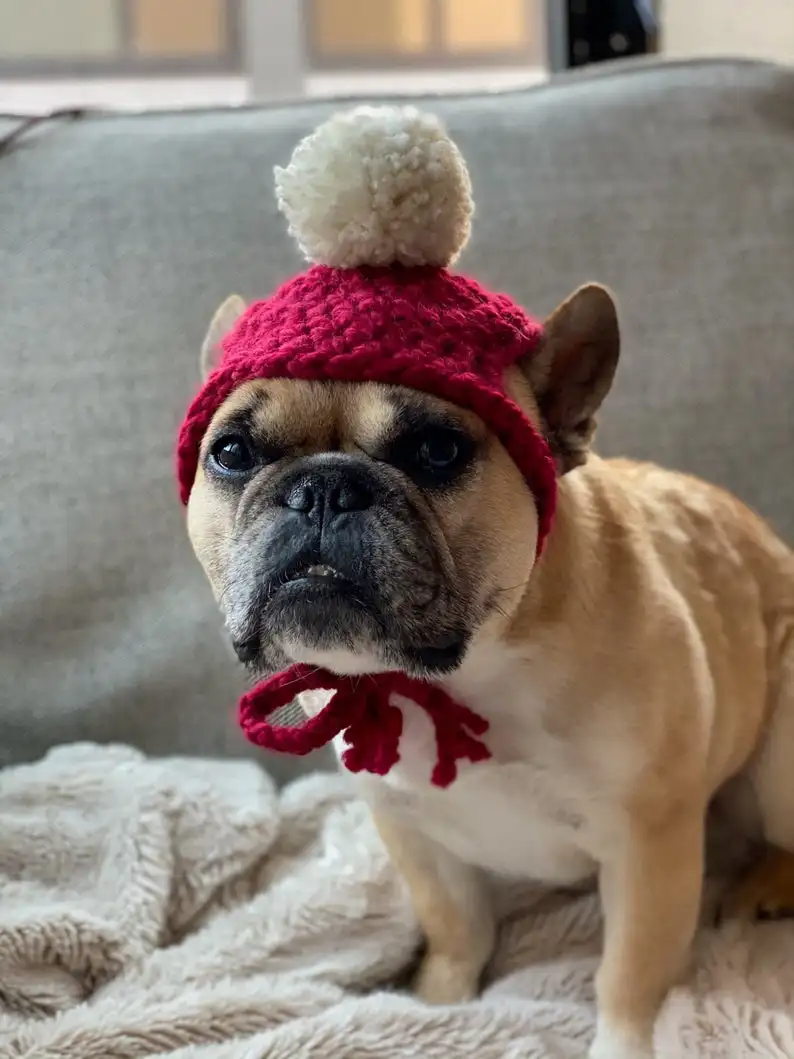 Shop, Dog Hats & Clothing