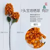 Two-headed pagoda hydrangea with leaves, orange in color.