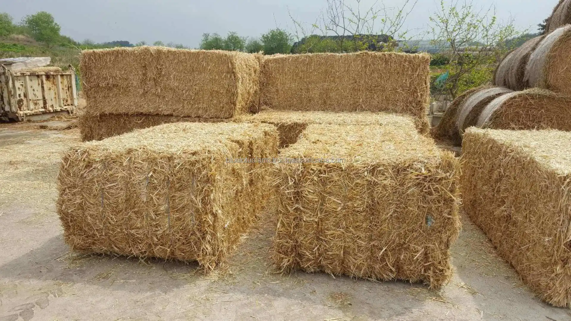 Natural Agricultural Rice Straw For Animals Feeding Buy Herbs Natural