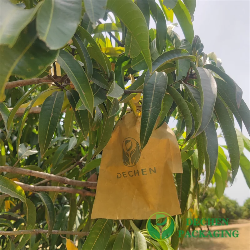 Mango Covering Bags