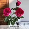 Peony flower rose red