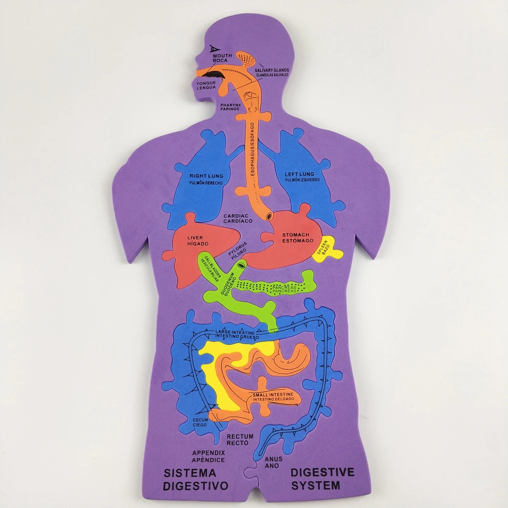 Make With Human Body Map Activity Kit And Foam Puzzle-human Body Jigsaw ...