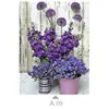 A09 multicolore