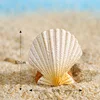 seashell