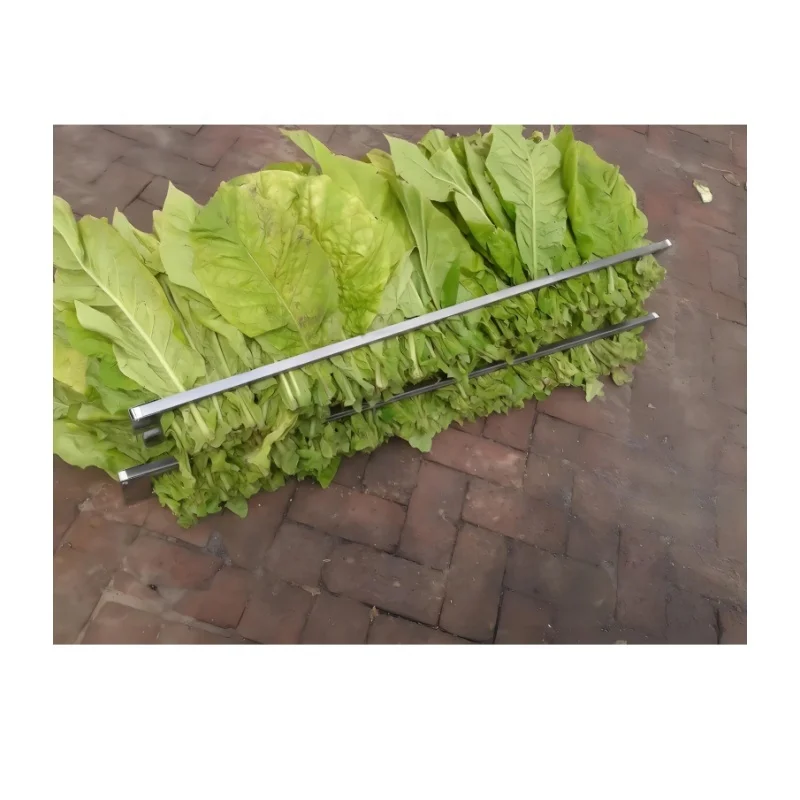 green tobacco leaves for sale Golden Seal Special Burley Seeds - Huge selection! Many different varieties of tobacco leaf seeds Botanica Gaia King Palm Flavored Mini 1pk