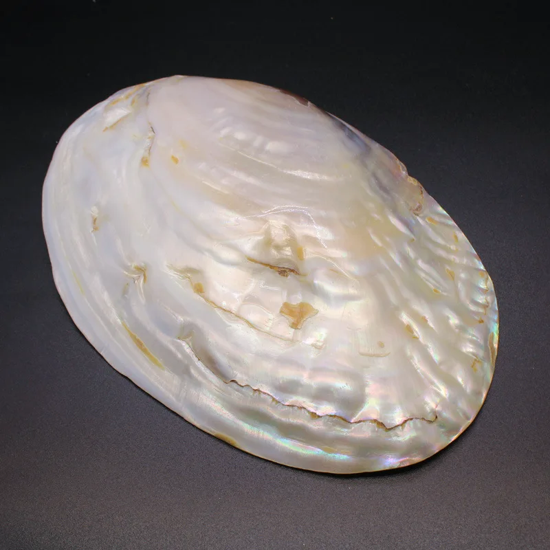 Natural Conch Shell Ornaments Jewelry Display Plate Jewelry Plate ...