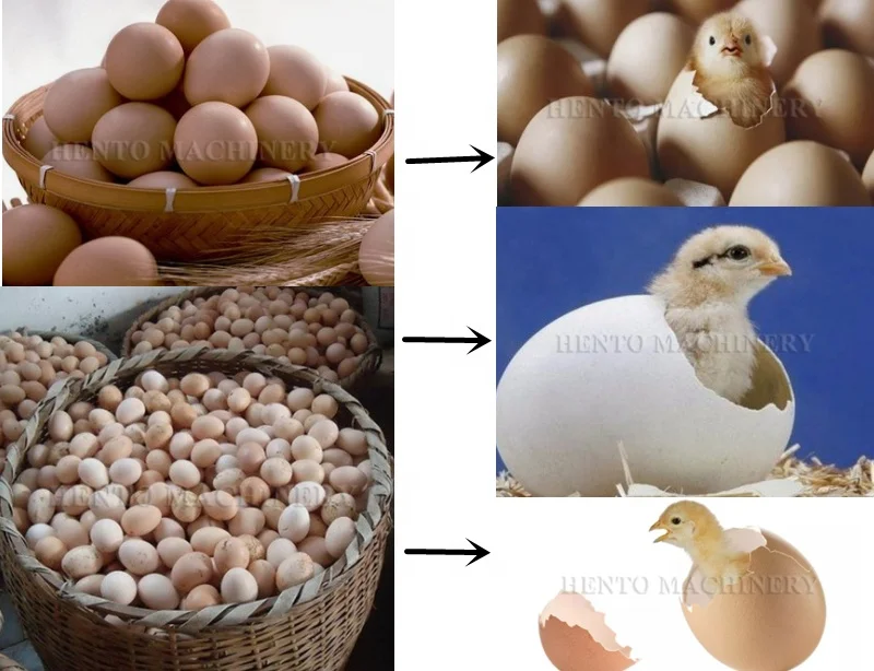 Easy Operation Electric Automatic Egg Incubator Sale / Eggs Incubators for Chicken / Incubator Eggs