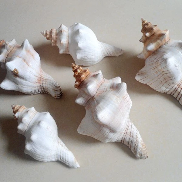 Natural Winding Conch Shells  Shooting Props Fish Tank Aquarium  Exquisite Red Turban Snail Shells   Crimson Spiral Shell