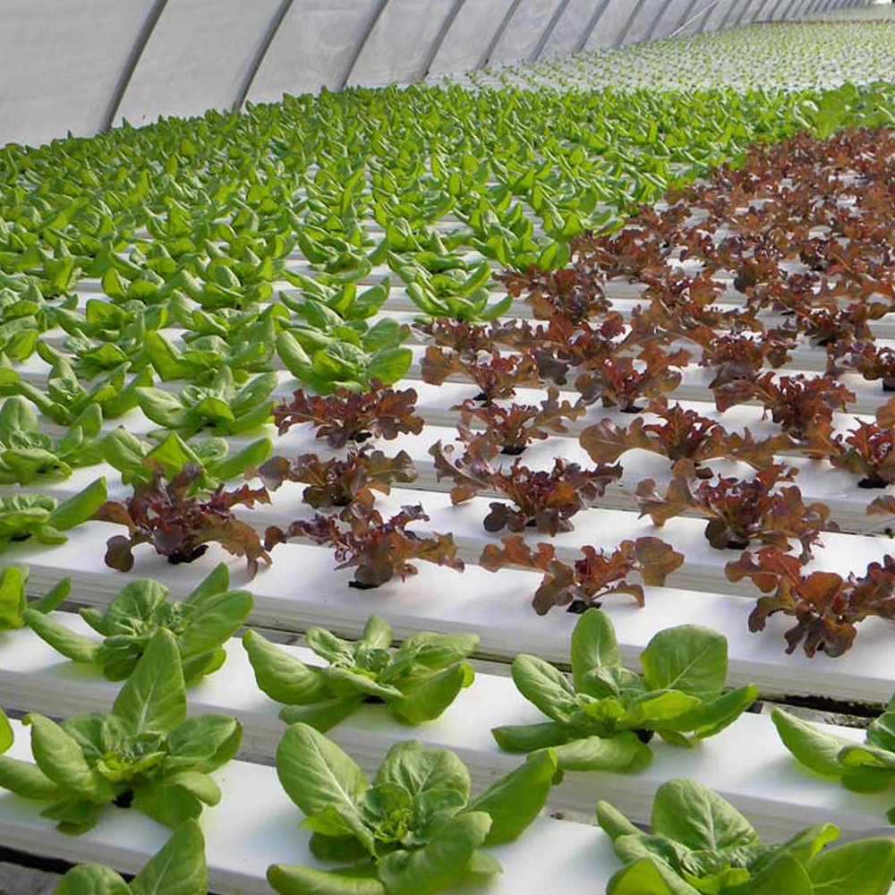 System for Nft Growing Systems Pvc Pipe Hydroponic Planting Gutter for Growing Vegetables Plastic Grow Trough