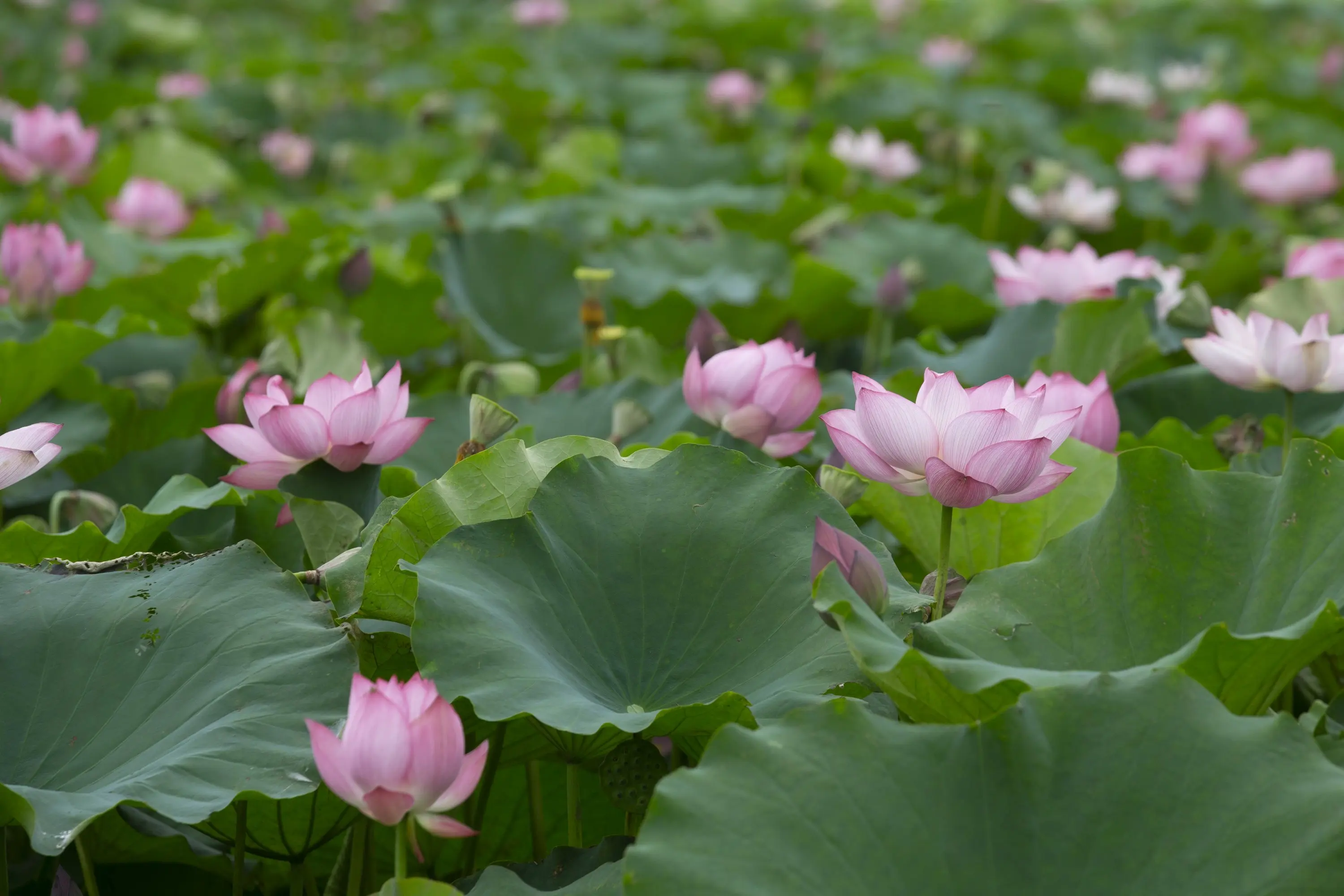 Pink Red Flower Lotus Seed For Planting Dried Black Shell Lotus Seed